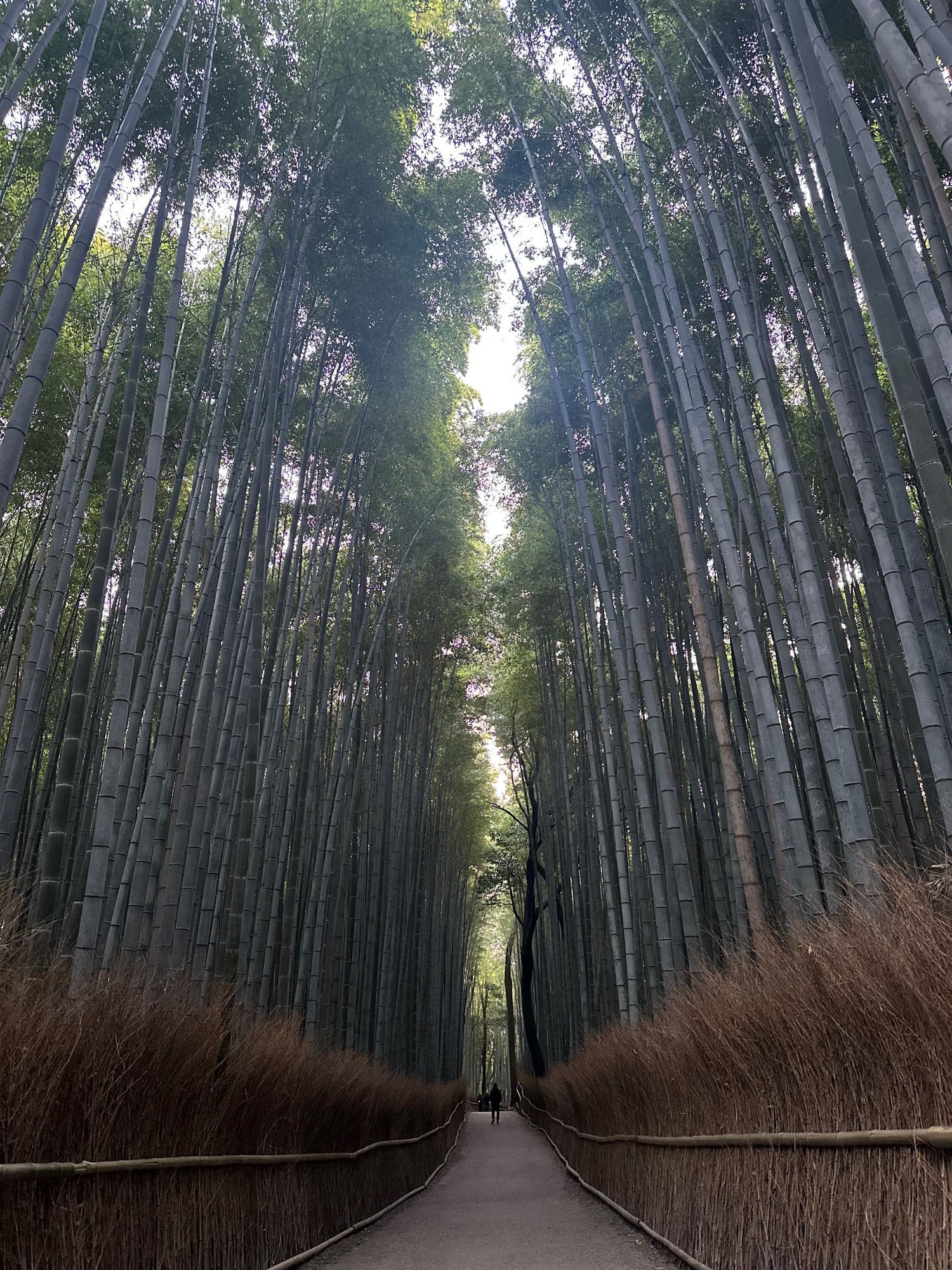Sauna House - Kyoto Japan