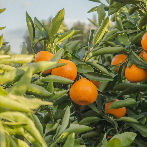 Tangerines growing on a tree in the sun