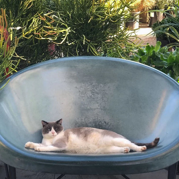 Cat lounging on a Helios Chair