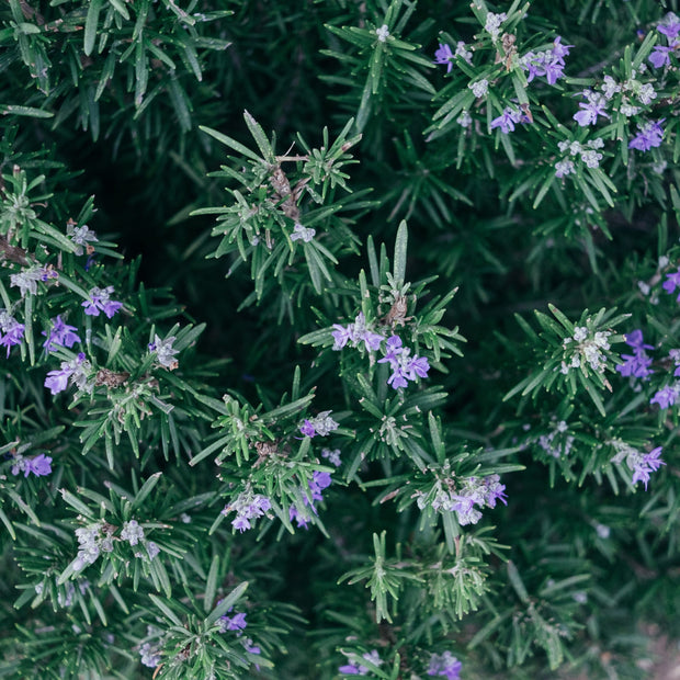 Up close shot of fresh rosemary with purple flowers
